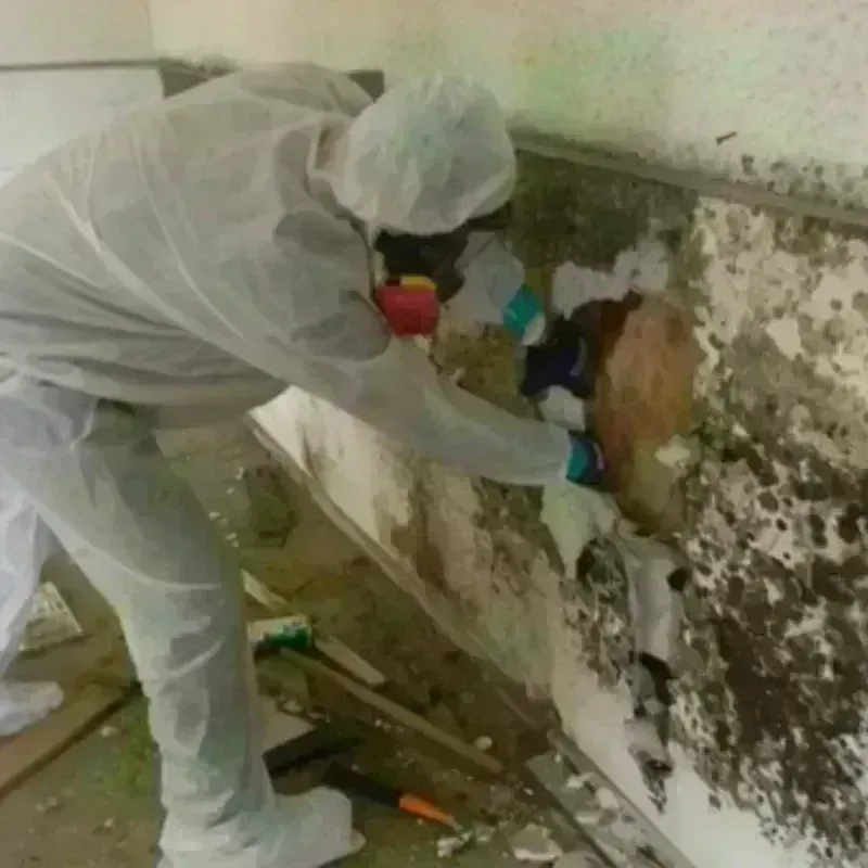 Mold Remediation and Removal in New Concord, OH